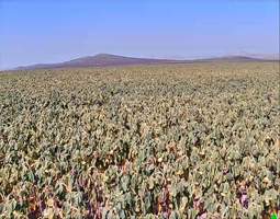 绚丽向日葵生长之旅——某种植公司采用开宁4K高清慢直播摄像机直播记录